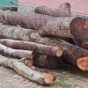 পাংশায় সরকারি রাস্তার কাটা গাছ আটক