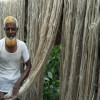সোনাতলায় ৫১ কোটি টাকার পাট বিক্রির আশা