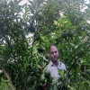 মহম্মদপুরে মিশ্র ফলের বাগান করে সফল মিজানুর রহমান 