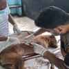 চাটমোহরে ধারালো অস্ত্রাঘাতে কুকুর হত্যার অভিযোগ