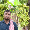 ৭০০ কলাগাছে কীটনাশক স্প্রে, ৪ লাখ টাকার ক্ষতি 