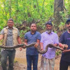 কাপ্তাইয়ে লোকালয় থেকে উদ্ধার হওয়া ১০ ফুট দৈর্ঘ্যের অজগর বনে অবমুক্ত