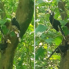 ব্যাঙছড়ি পাহাড়ে বিরল ‘ধনেশ’ পাখির সংসার 
