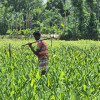মীরেরবাড়িতে সবজির সবুজ বিপ্লব, ৮০০ কৃষকের ঘামে বদলাচ্ছে গ্রামীণ অর্থনীতি