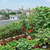 শহরে যেভাবে গড়ে তুলবেন সবুজ ছাদবাগান