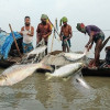 ২২ দিন ইলিশ ধরা মানা, কেনাবেচাতেও নিষেধাজ্ঞা