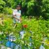 চাকুরি ছেড়ে আঙিনায় শখের নার্সারি, তাতেই সুচিত্র'র কর্মসংস্থান