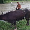 দেবহাটায় মহিষের আক্রমণে ৩ বছরের শিশুসহ আহত ৭ 