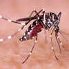 <p>একদিনে ডেঙ্গুতে প্রাণ গেল ১০ জনের</p>