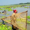 বুড়ির বাঁধে মাছ শিকার উৎসবে মেতেছে ঠাকুরগাঁওবাসী