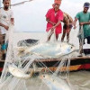 <p>মধ্যরাতে শুরু হচ্ছে জাটকা শিকারে ৮ মাসের নিষেধাজ্ঞা</p>