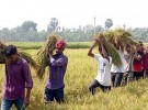 দিনাজপুরে কৃষকের ধান কেটে দিলো হাবিপ্রবি ছাত্রলীগ