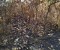 মির্জাপুরে গজারি বনে আগুন ধরিয়ে ফায়দা লুটতে চায় দুর্বৃত্তরা