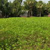 সালথায় ১০ একর জমিতে দেশিয় পাট বীজের আবাদ