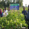 দিনাজপুরে গ্রীষ্মকালীন শিম চাষে সাফল্য