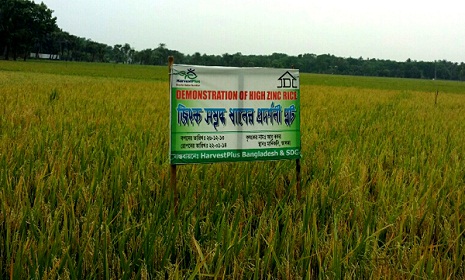 ফরিদপুরে উৎপাদিত হচ্ছে পৃথিবীর প্রথম জিংক সমৃদ্ধ ধান