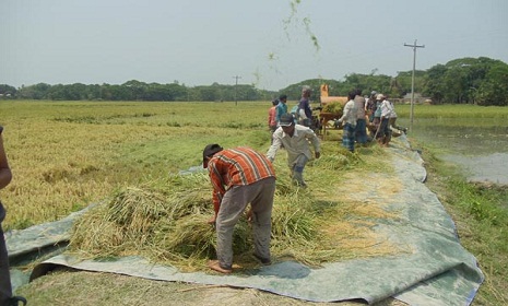 দেশের ৭০ ভাগ হাইব্রীড ধান বীজ উৎপাদিত হচ্ছে ময়মনসিংহে