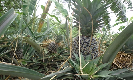 ময়মনসিংহে বাগানে সতেজ জায়েন্ট কিউ আনারস