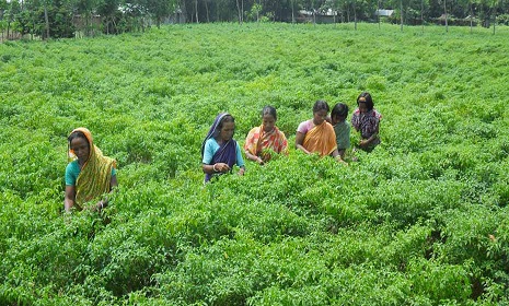 মরিচ চাষে লাখোপতি !