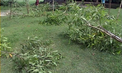 পূর্ব শত্রুতার জের ধরে নড়াইলে শতাধিক গাছের চারা কর্তন!