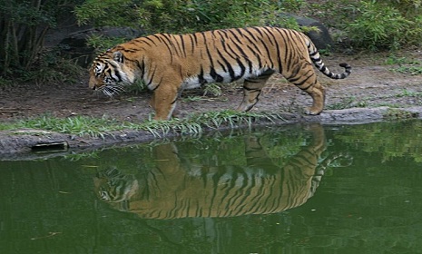 সুন্দরবনে বাঘের অস্তিত্ব হুমকির মুখে