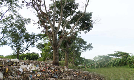 কিশোরগঞ্জ পৌরসভার বর্জ্যে মরছে সরকারি গাছ