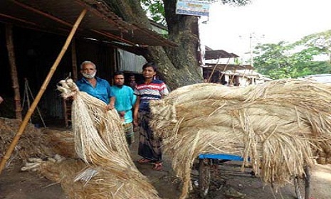 কাঙ্ক্ষিত মূল্য না পাওয়ায় ফরিদপুরে পাটচাষীরা হতাশ