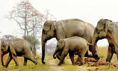 রৌমারী সীমান্তে হাতির কান্না