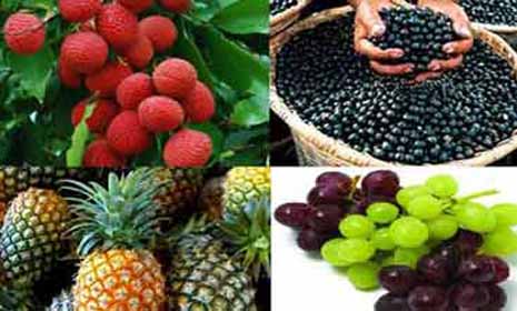 বিষমুক্ত ফল ও সুস্থ-সুন্দর জীবনের দাবি