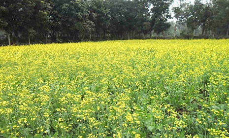 এক সময়ের অন্যতম ফসল রাই-সরিষা বিলীনের পথে
