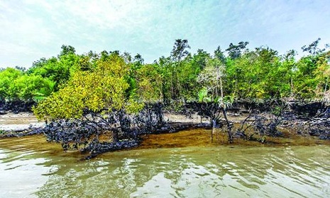 সুন্দরবন রক্ষায় জরুরি অবস্থা জারি ও সেনা মোতায়েনের প্রয়োজনীয়তা