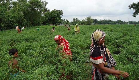 মজুরি বৈষম্যের শিকার পলাশবাড়ীর নারীরা