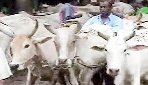 ভারতীয় পশু নিয়ে আতঙ্কে খামারিরা