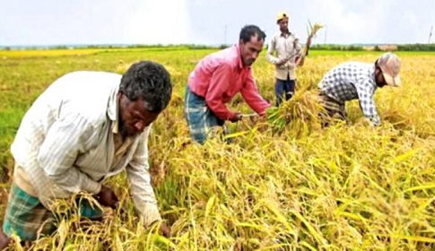 দক্ষিণাঞ্চলে ধান কাটতে যোগ দিয়েছেন রংপুরের ১০০ জন