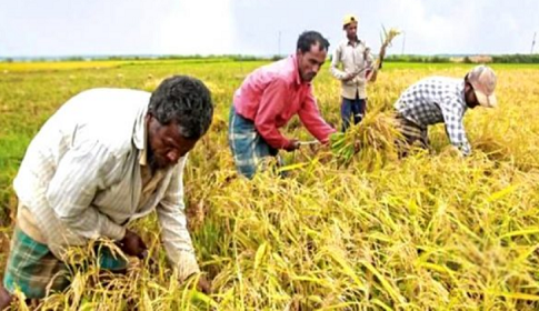 দক্ষিণাঞ্চলে ধান কাটতে যোগ দিয়েছেন রংপুরের ১০০ জন