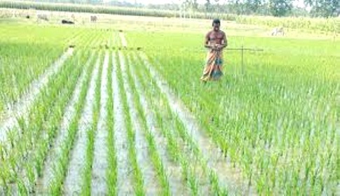 গলাচিপায় বিনামূল্যে সার-বীজ পেয়ে ধান চাষে ব্যস্ত কৃষক