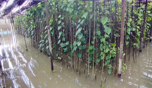 আগৈলঝাড়া-গৌরনদীর নিম্নাঞ্চল প্লাবিত, পান বরজের ব্যাপক ক্ষতি