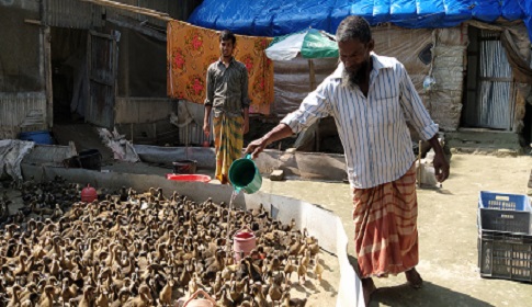 হাঁসের খামারে ভাগ্য খুলছে আজাদের  