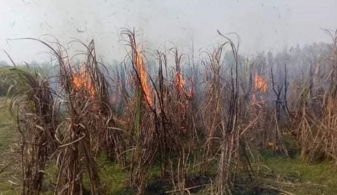 আখ মাড়াই বন্ধের প্রতিবাদে ক্ষেতে আগুন