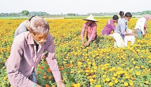 ফুল নিয়ে বিপাকে ঝিনাইদহের চাষিরা