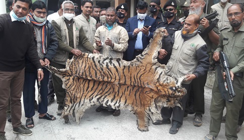 বাঘের চামড়াসহ সুন্দরবনের চোরা শিকারি গ্রেপ্তার