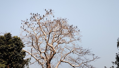 রাণীশংকৈলে শিমুল গাছে পানকৌড়ির অভয়রাণ্য