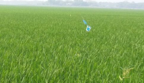 নিরীহ কৃষককে হয়রানি না করার দাবি সাধারণ কৃষকদের