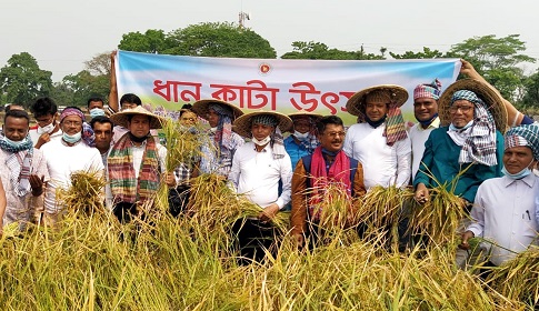 কৃষকদের সাথে নিয়ে ধান কাটা উদ্ভোধন করলেন সুনামগঞ্জের ডিসি 