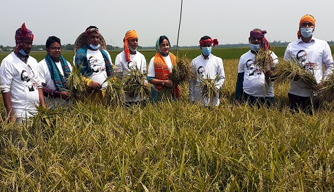 কৃষকদের নিয়ে কাস্তে হাতে ধান কাটলেন এমপি