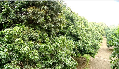 ঈশ্বরদীতে লিচুর ফলন বিপর্যয়ের আশংকা