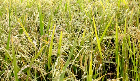 ঈশ্বরদীতে ধানের চিটায় কৃষকের স্বপ্ন ভঙ্গ