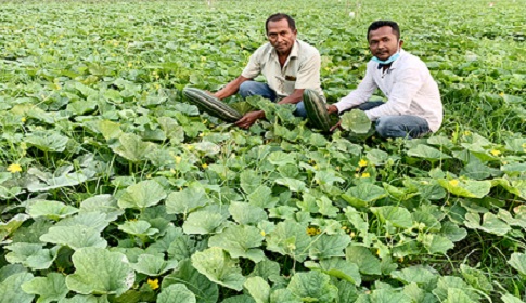 আগৈলঝাড়ায় বাঙ্গির বাম্পার ফলন