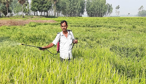 পাকা ধানে পোকার আক্রমনে দিশেহারা চলনবিলের কৃষক