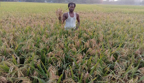 আত্রাইয়ে বোরো ধানে ব্লাস্ট রোগের আক্রমণ